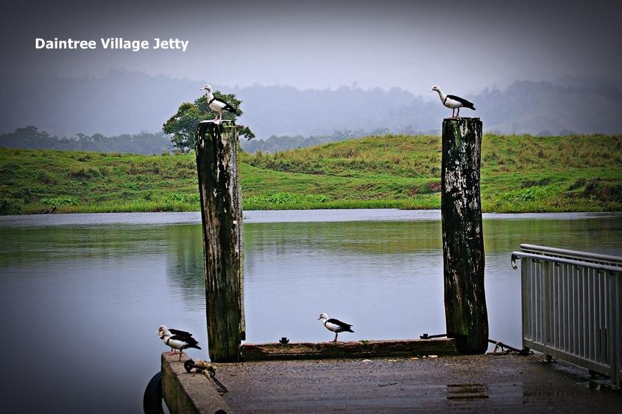 Egrets Rest Villa Daintree Buitenkant foto