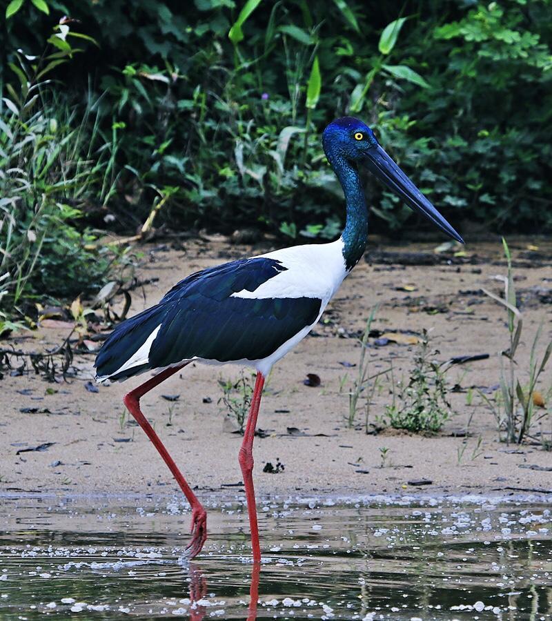 Egrets Rest Villa Daintree Buitenkant foto