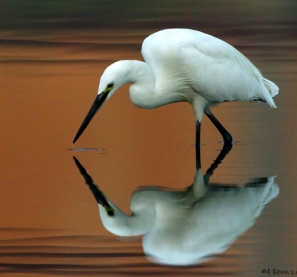 Egrets Rest Villa Daintree Buitenkant foto