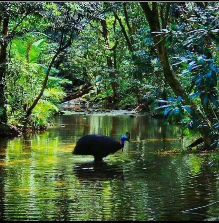 Egrets Rest Villa Daintree Buitenkant foto