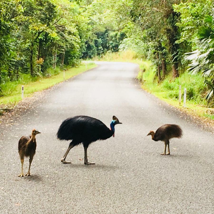 Egrets Rest Villa Daintree Buitenkant foto