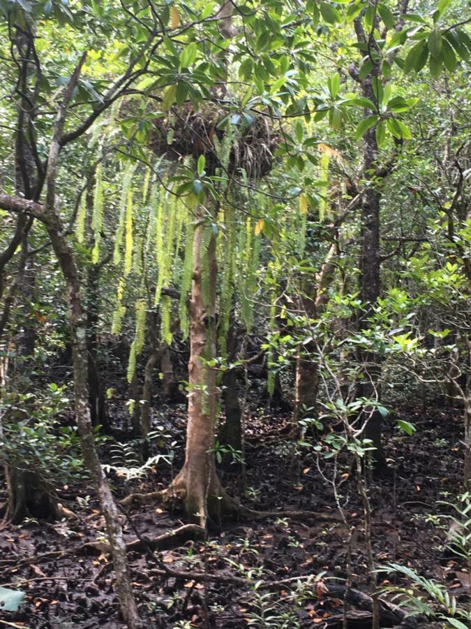 Egrets Rest Villa Daintree Buitenkant foto